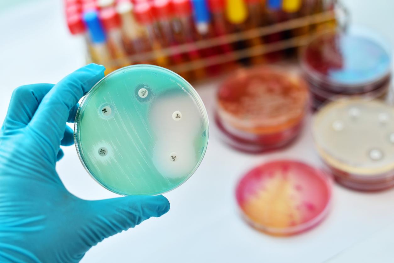 Petri dish with resistant bacteria