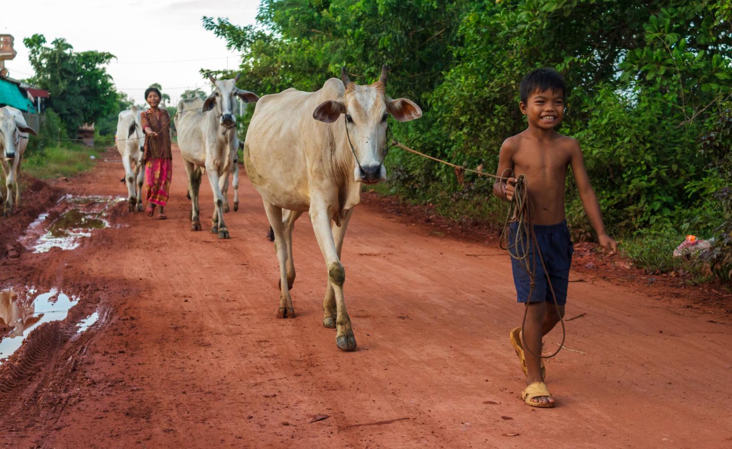 Cambodian boy with cattle