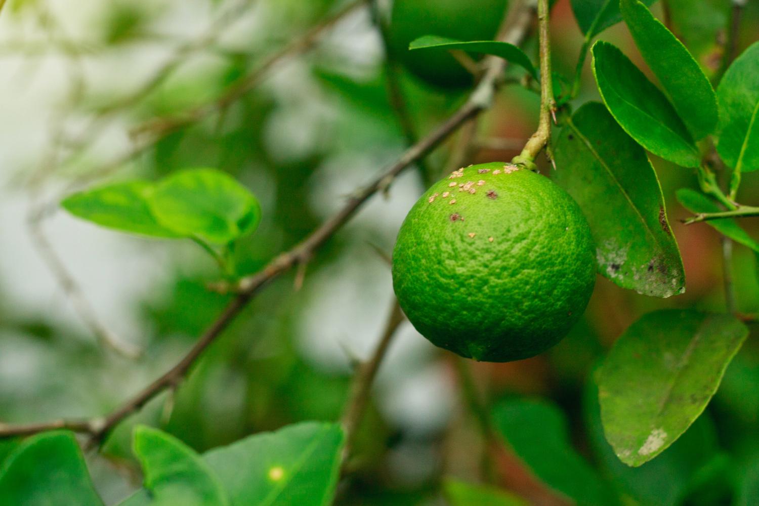 Citrus canker disease