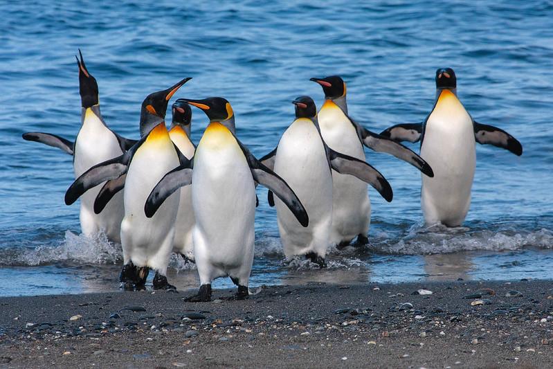 king penguins