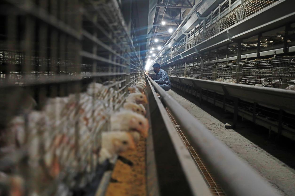 layer farm worker