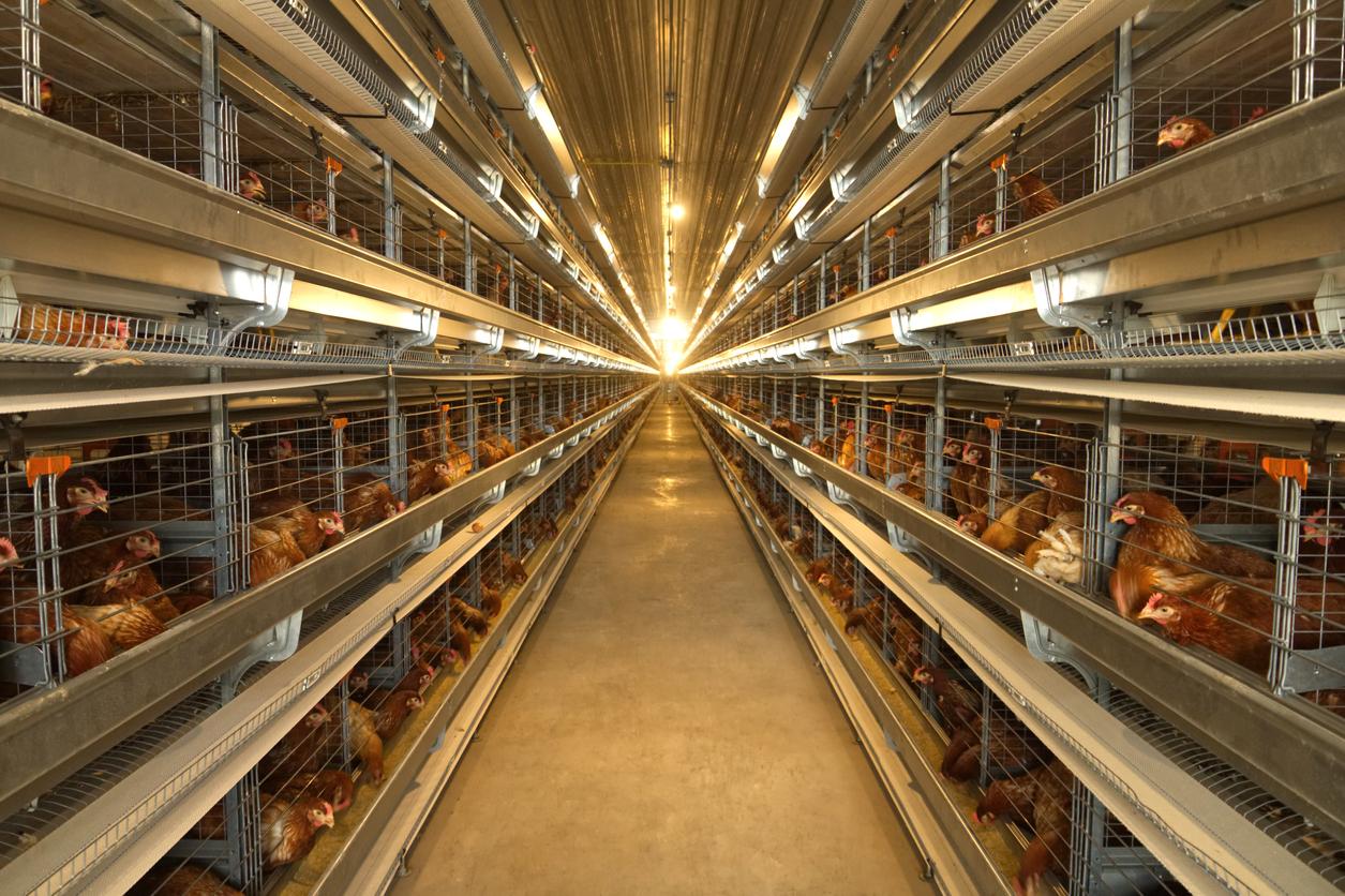 layer farm