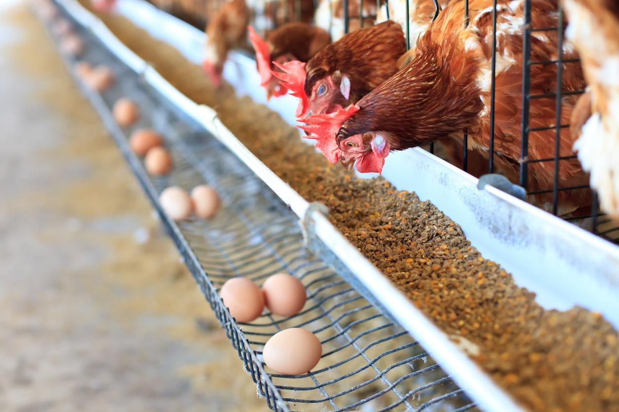 layer farm