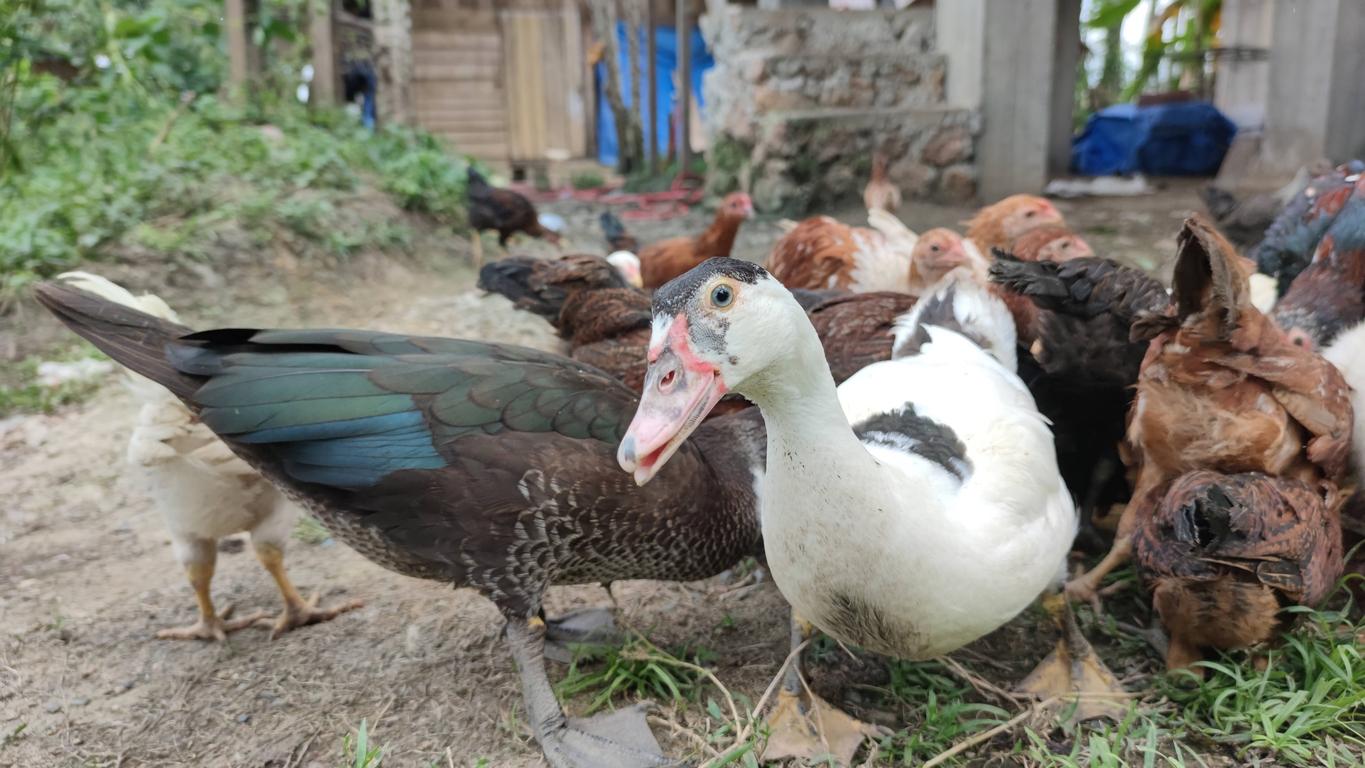 Mescovy 鸭子和鸡