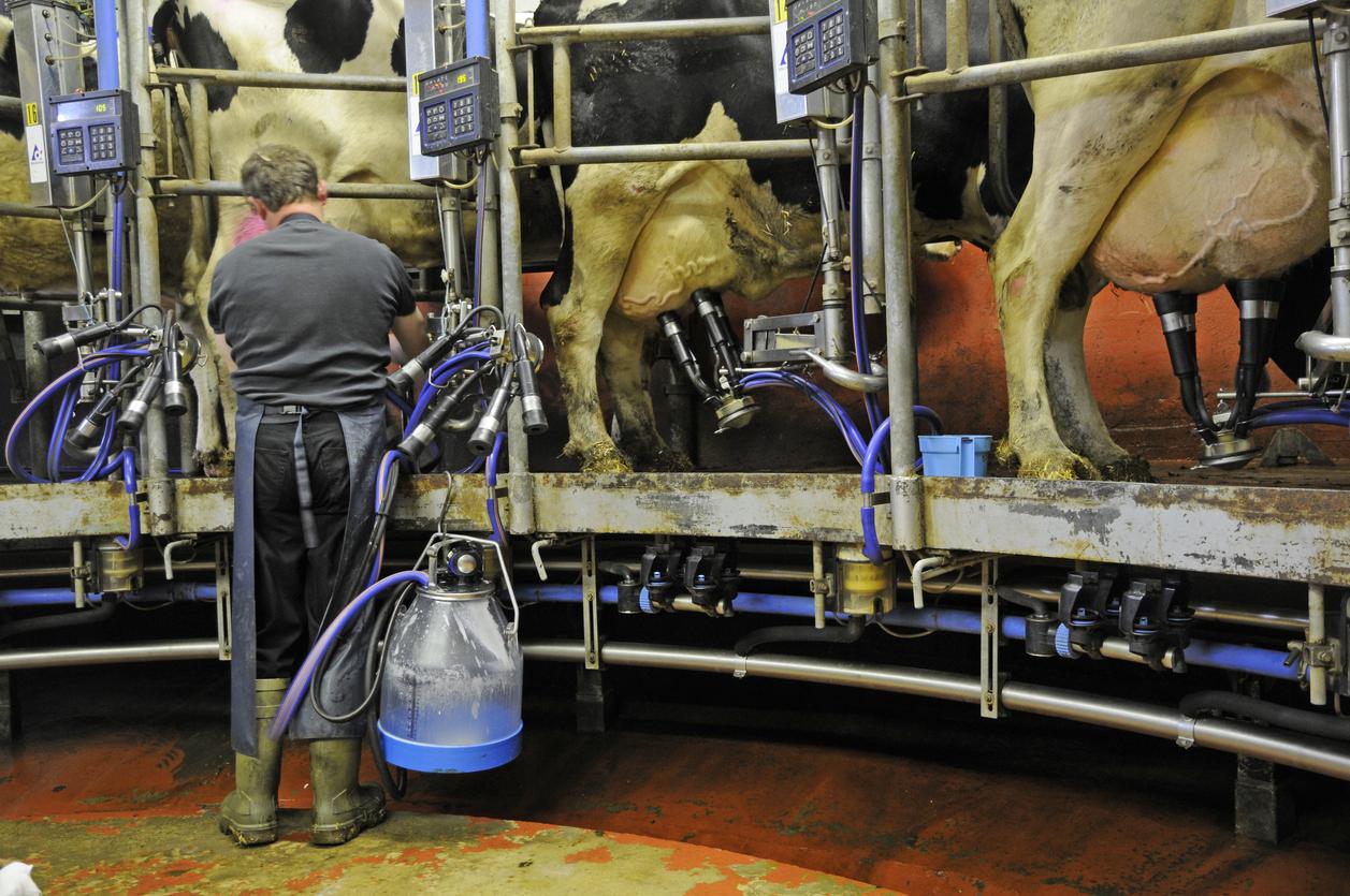 milking at a dairy