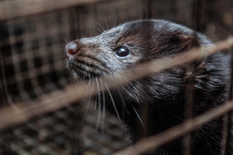 mink