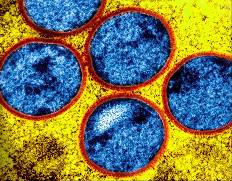 mpox gold blue