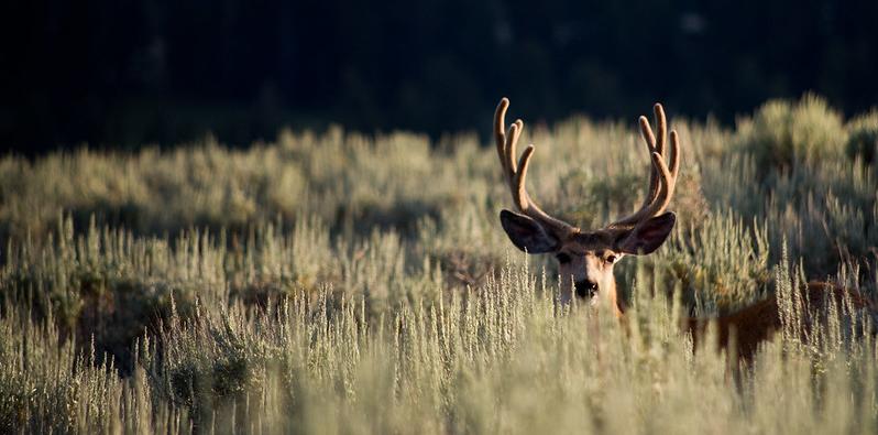 mule deer buck