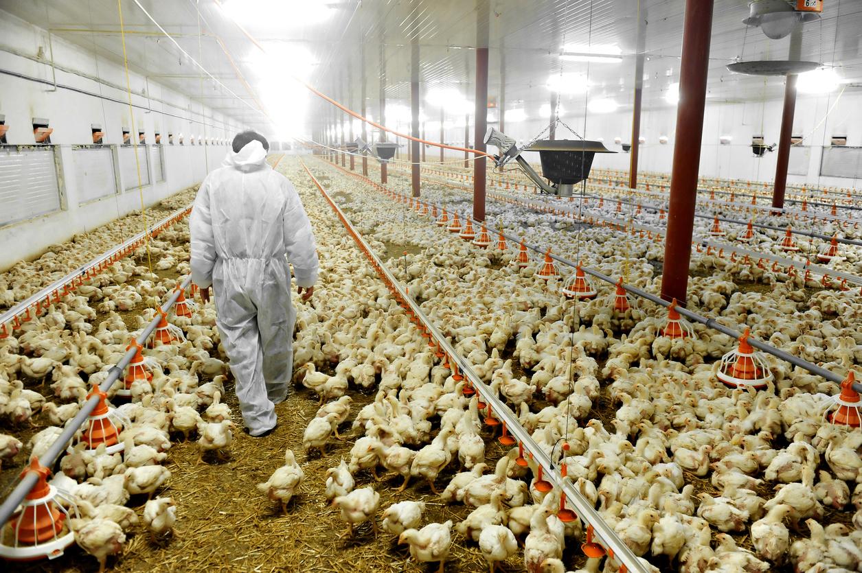 poultry worker ppe