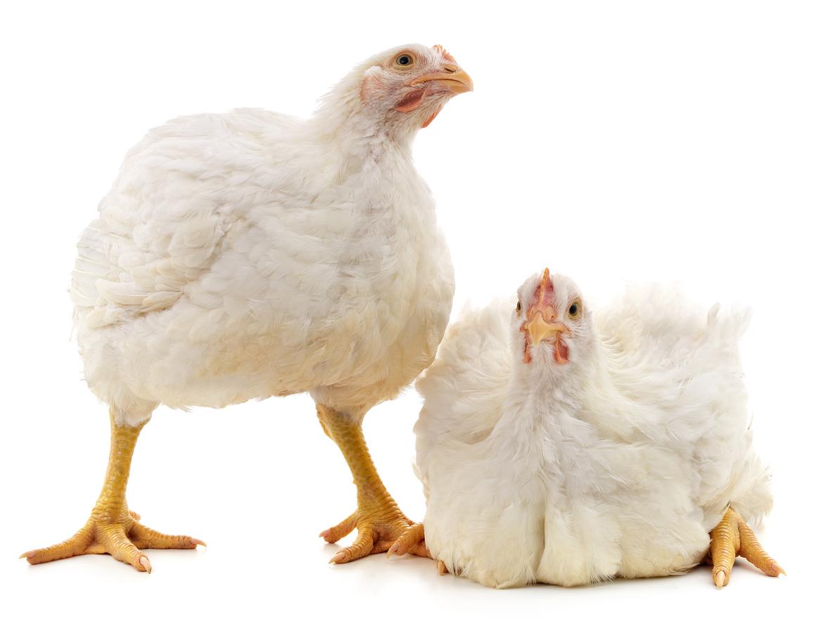two chickens