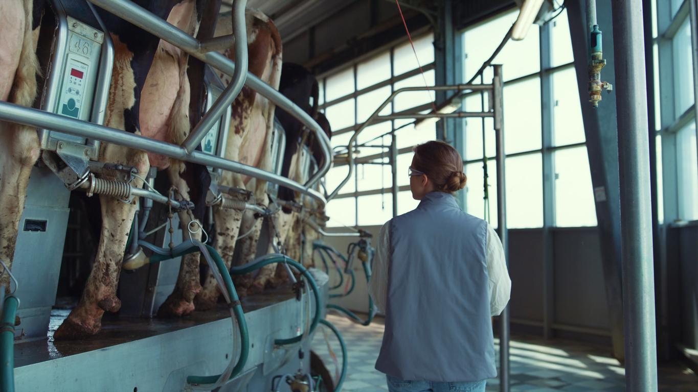 woman in milking parlor