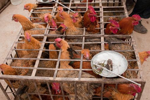 Market poultry