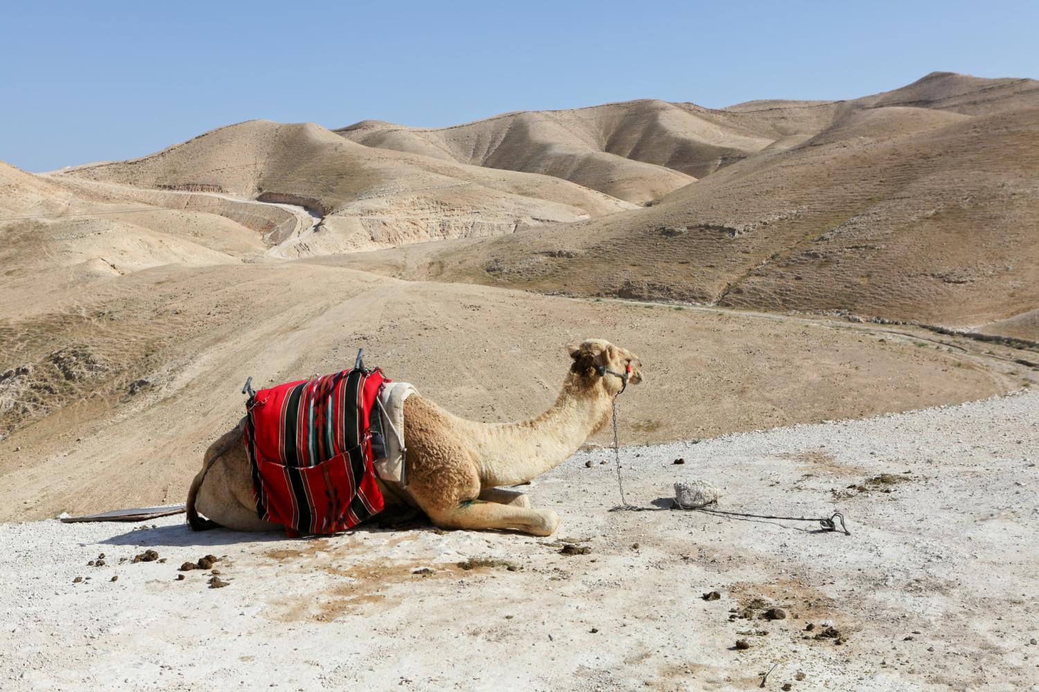 camel in desert