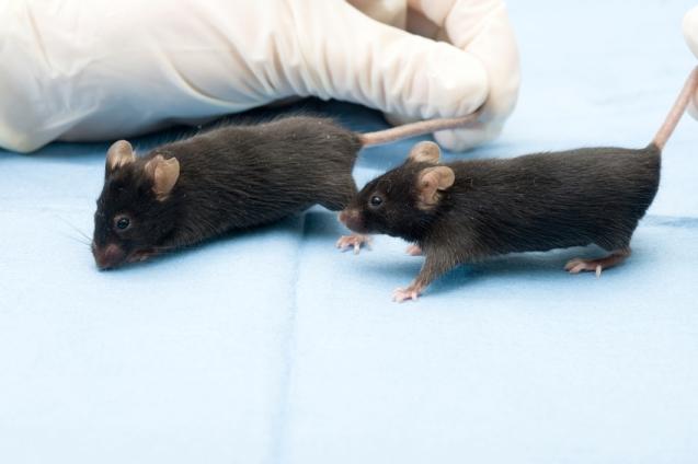 Lab mice