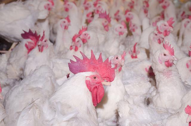 Perdue eliminates animal-only antibiotics from chicken production.