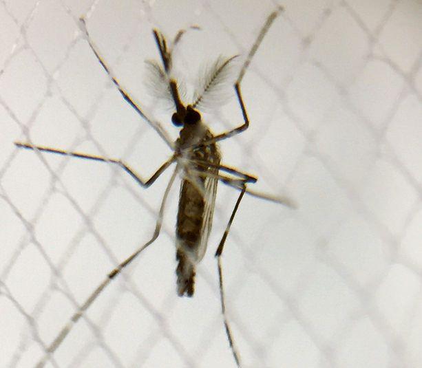 Aedes aegypti