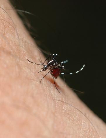 Aedes mosquito