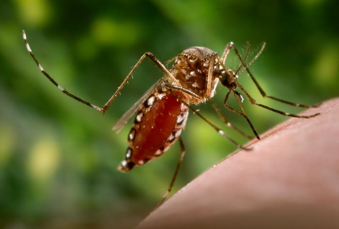 Aedes aegypti mosquito
