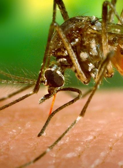 Aedes aegypti mosquito