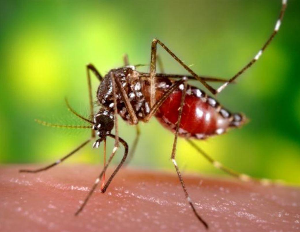 Aedes aegypti Zika mosquito