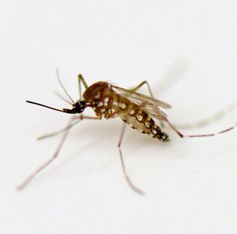 Aedes aegypti