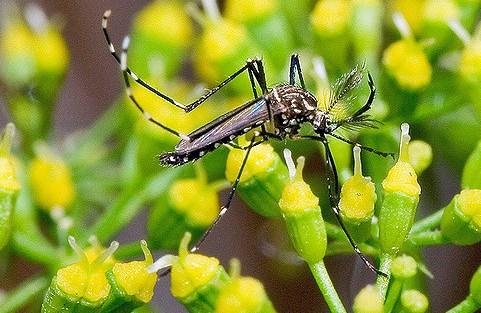 Aedes aegypti mosquito