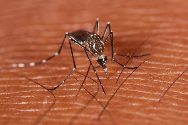 Aedes aegypti mosquito