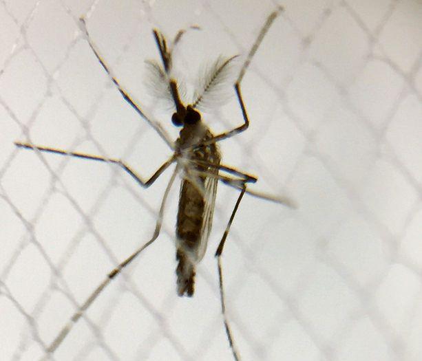 Aedes aegypti mosquito