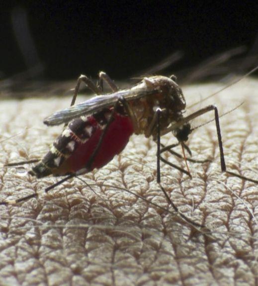 Aedes aegypti mosquito