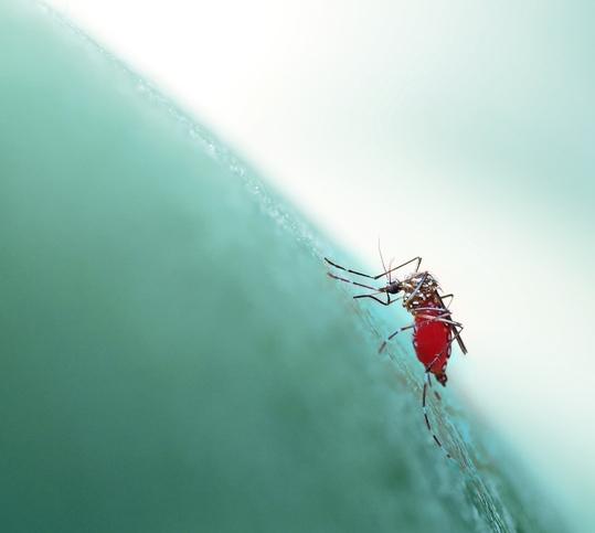 Aedes aegypti mosquito