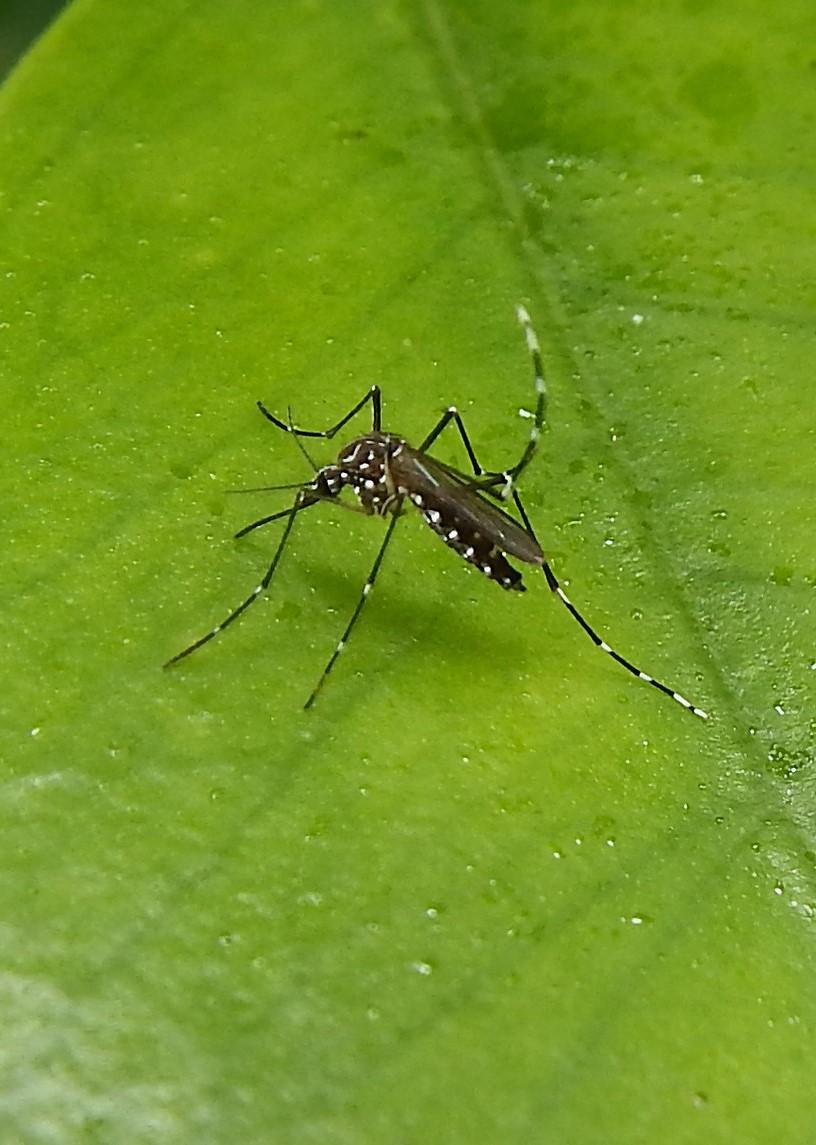 Aedes aegypti mosquito