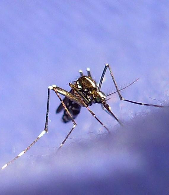 Aedes albopictus mosquito