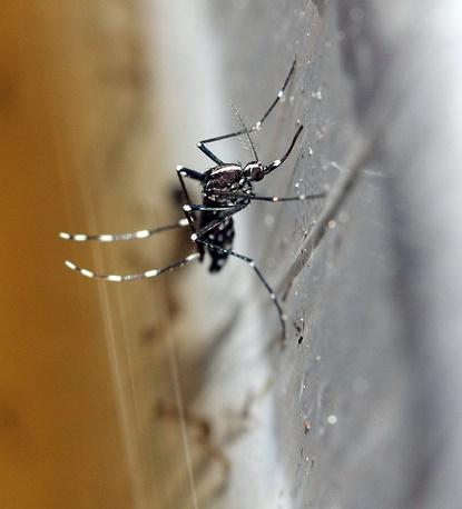 Aedes albopictus