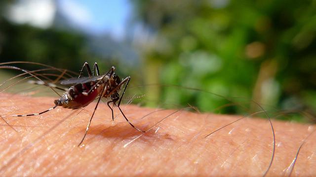 Aedes mosquito