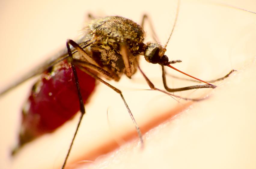 Aedes mosquito