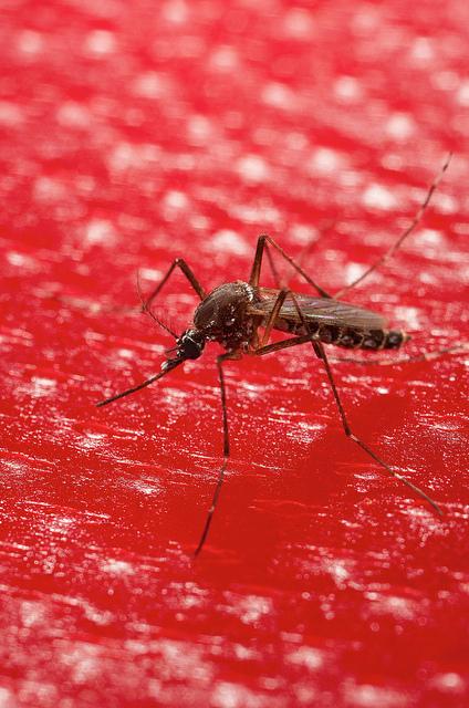 Aedes mosquito on blood membrane