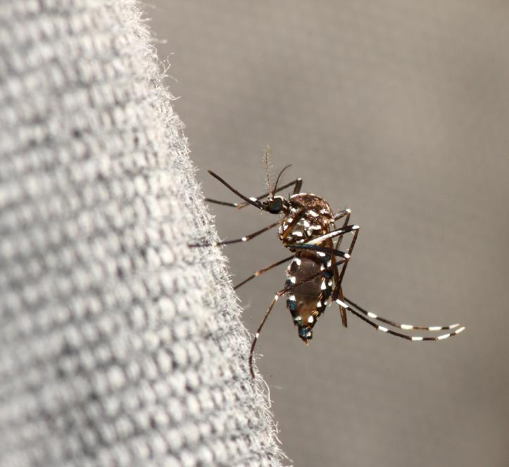 Aedes mosquito on fabric