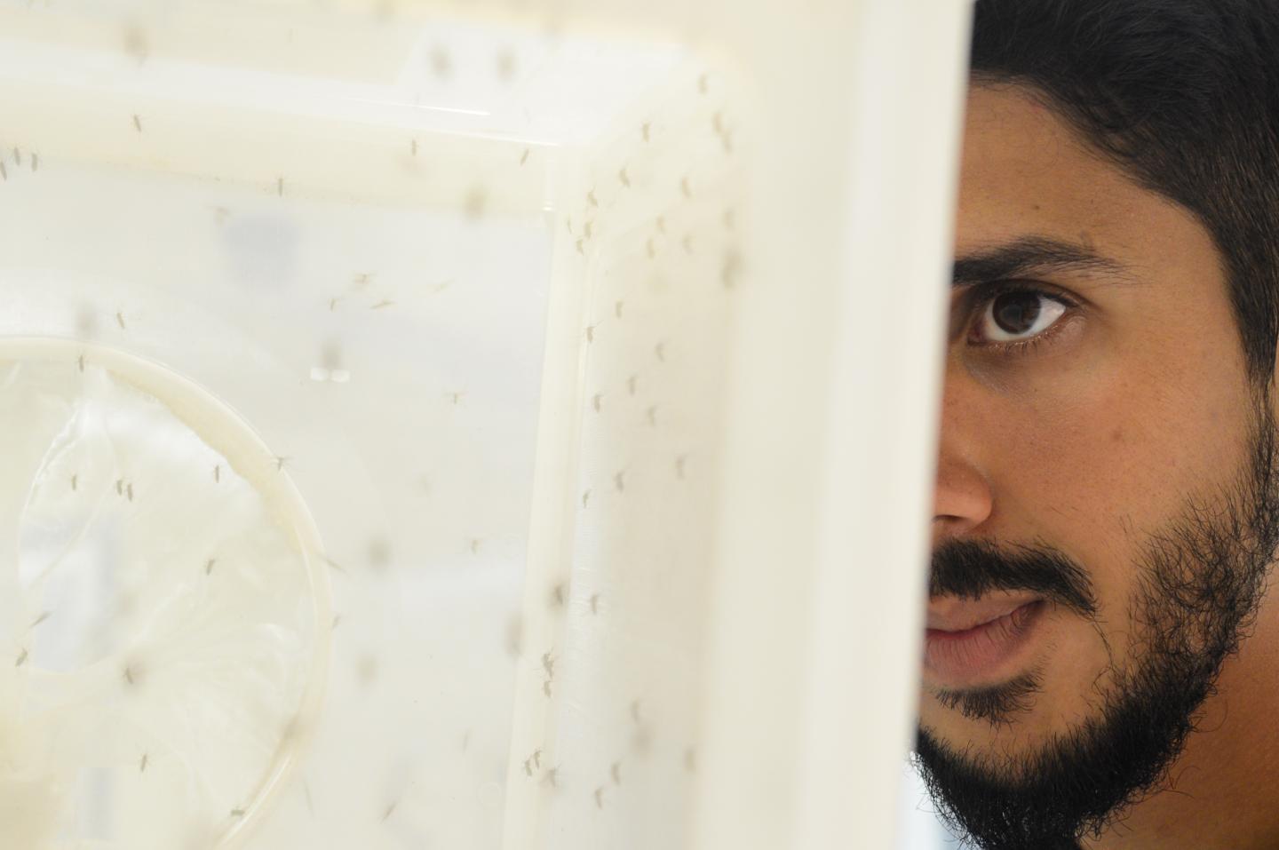 Aedes researcher