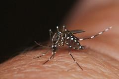 Aedes albopictus