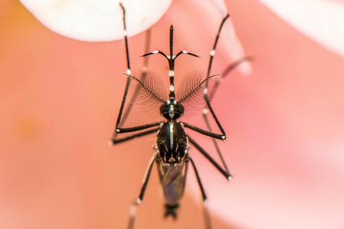 Aedes mosquito