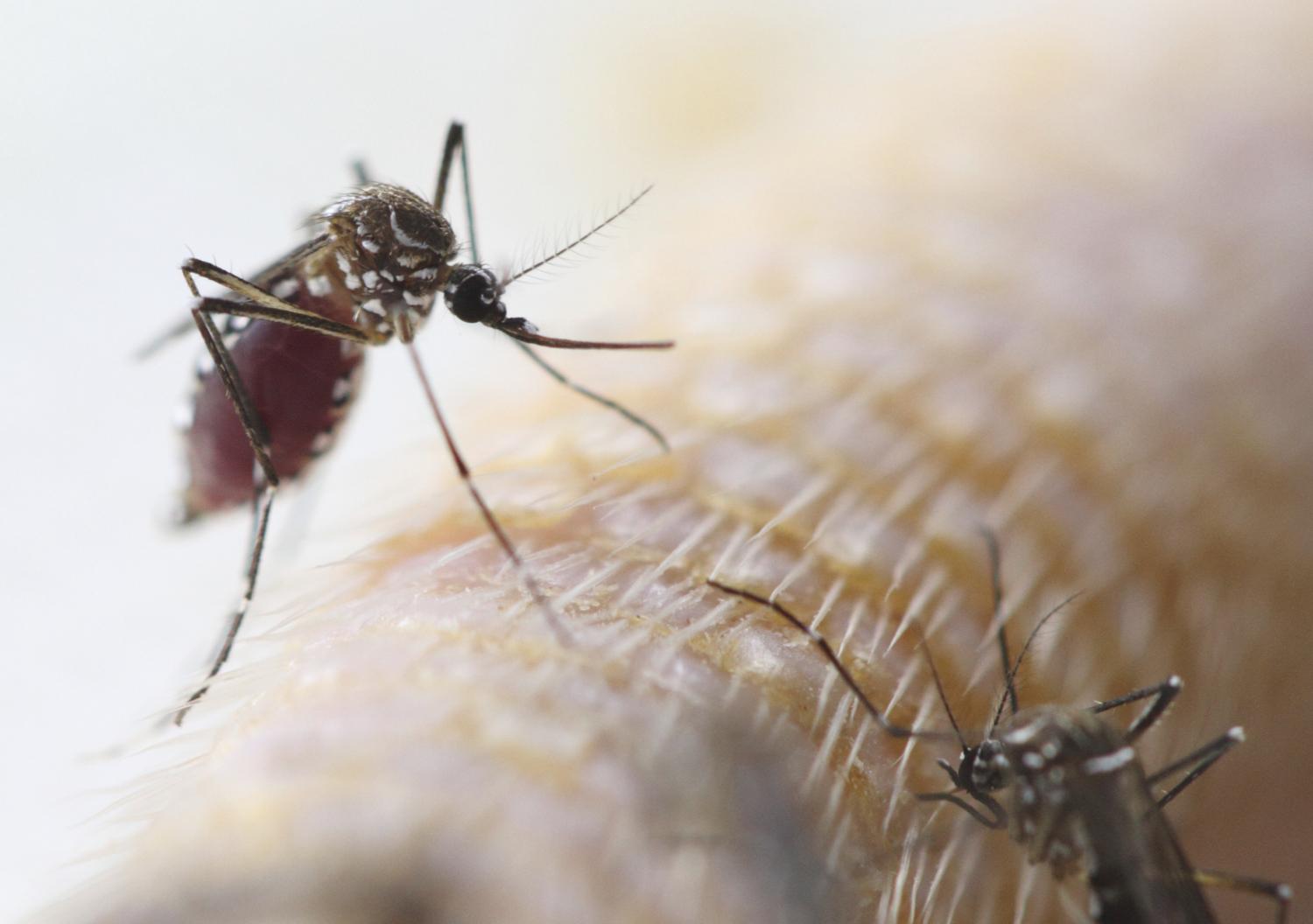 Aedes mosquito