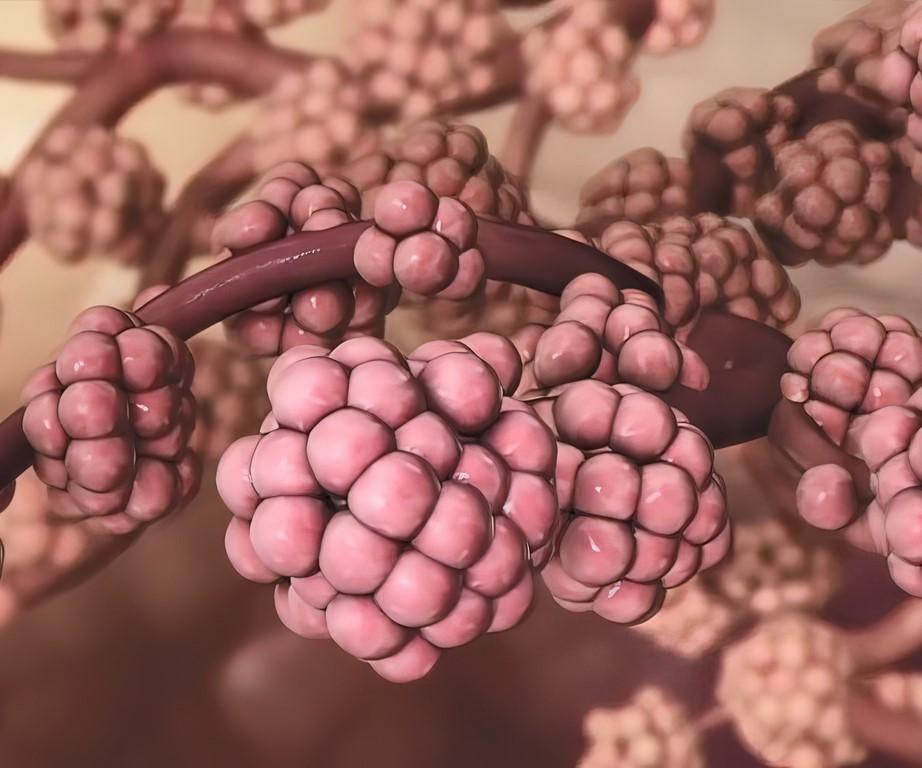 Alveoli lung detail