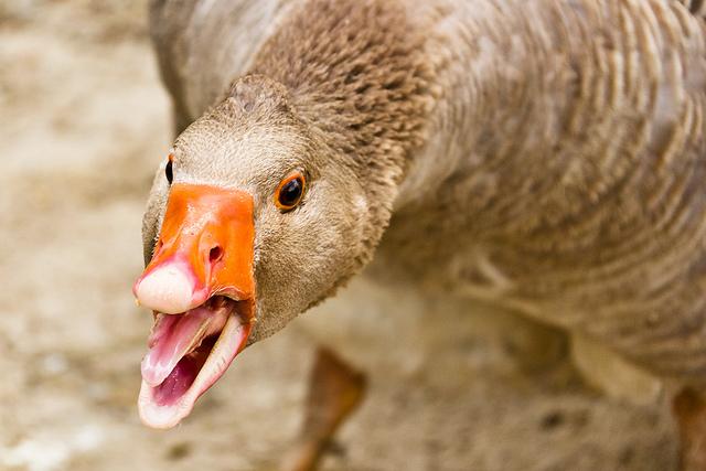 Angry goose