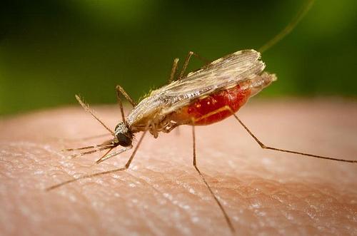 Anopheles mosquito