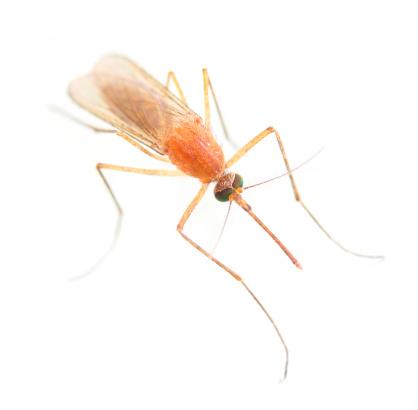 Anopheles mosquito