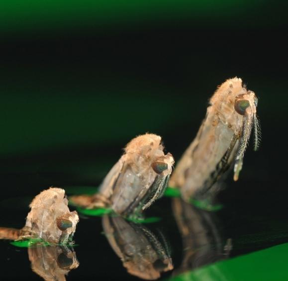 Anopheles mosquito emerging from water
