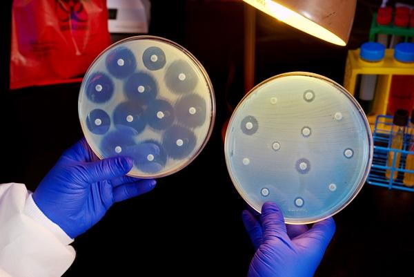 Antibiotic resistance growth plates