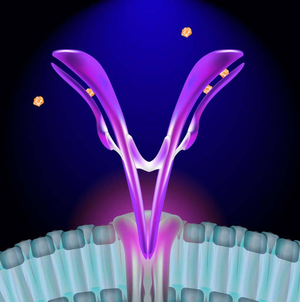 Antibody-antigen illustration