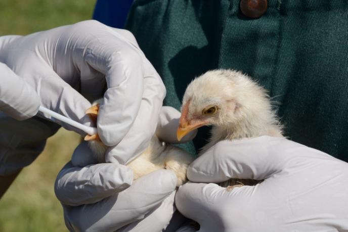 avian flu testing in a chick