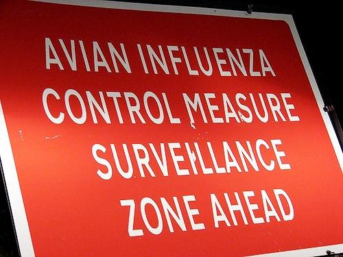 Avian influenza sign